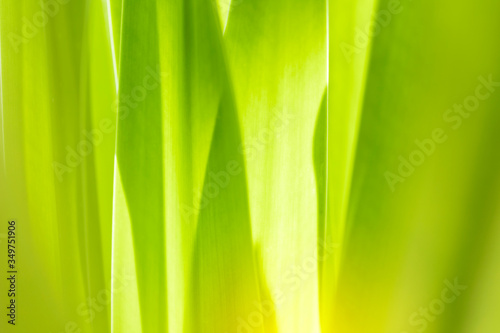 Closeup nature green leaf on blurred greenery background at morning sunlight with copy space using as background  fresh wallpaper concept.