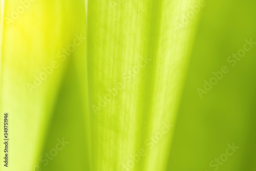 Wallpaper Mural Closeup nature green leaf on blurred greenery background at morning sunlight with copy space using as background, fresh wallpaper concept. Torontodigital.ca
