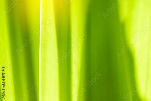 Closeup nature green leaf on blurred greenery background at morning sunlight with copy space using as background, fresh wallpaper concept.