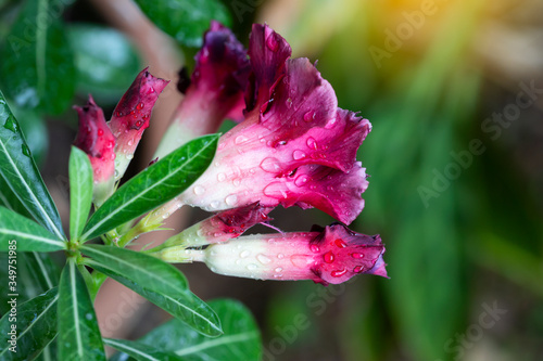 Wallpaper Mural Beautiful Desert rose flower in the garden with blurry green leaf in the background Torontodigital.ca