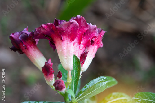 Wallpaper Mural Beautiful Desert rose flower in the garden with blurry green leaf in the background Torontodigital.ca