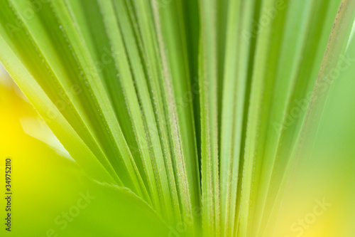Wallpaper Mural Closeup nature green leaf on blurred greenery background at morning sunlight with copy space using as background, fresh wallpaper concept. Torontodigital.ca