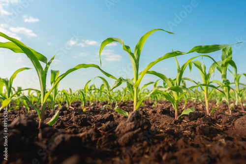 Maize seedling in the agricultural garden with blue sky