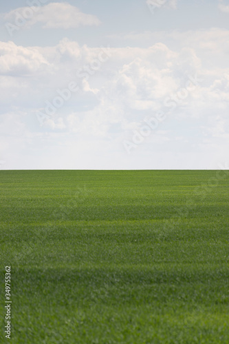 Wheat field stretches far beyond the horizon