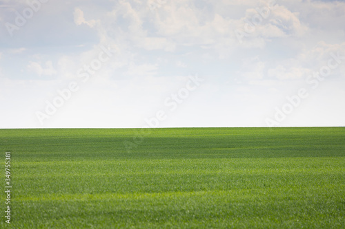 Wheat field stretches over the horizon