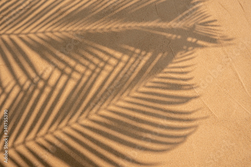 shadows palm leaf on beach texture background