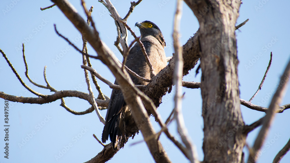 Crested Serpent Eagle (Spilornis cheela) Eagle at kerwa dam bhopal Crested Serpent Eagle (Spilornis cheela) Eagle at kerwa dam bhopal