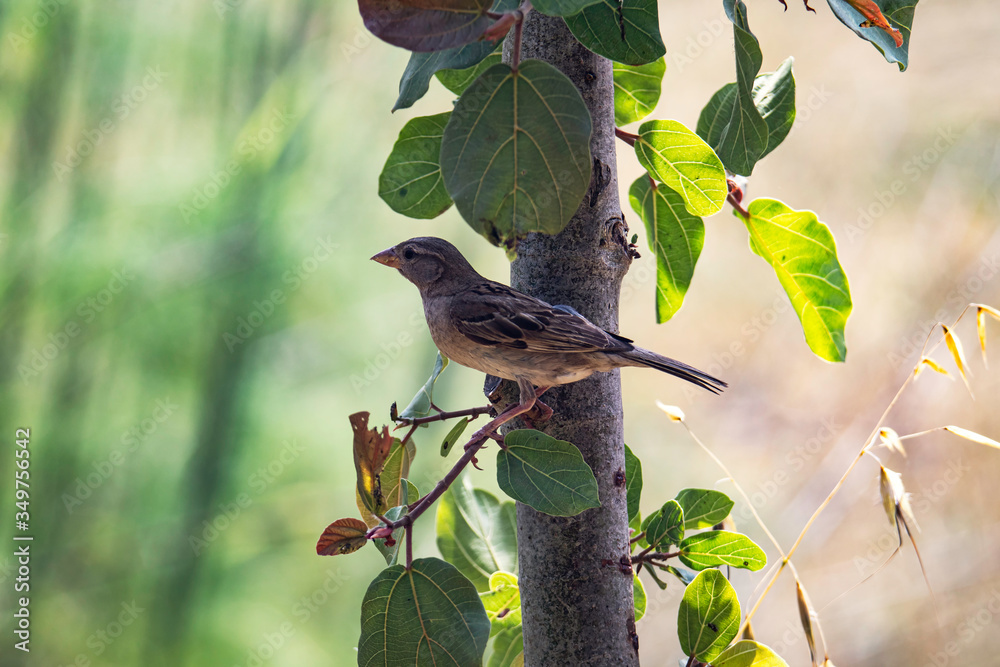 A female house sparrow (Passer Domesticus) perched on a tree branch A female house sparrow (Passer Domesticus) perched on a tree branch
