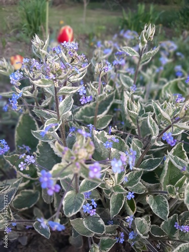 lavender flowers in the garden