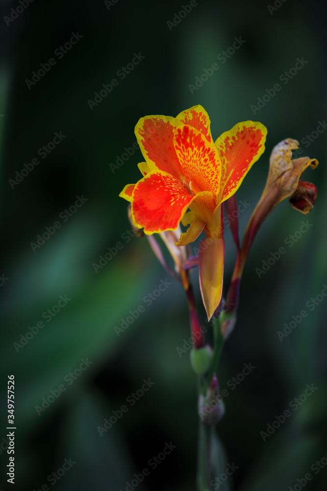 Canna lily, orange-yellow lily in the garden, flowers