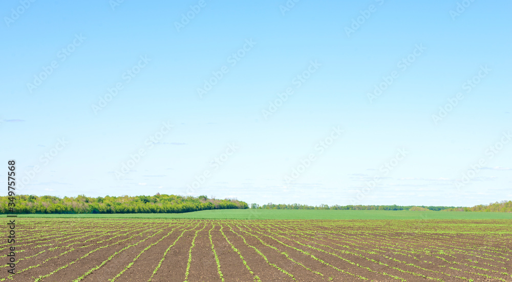 Agricultural field with sprouted sunflower sprouts on a clear spring day Agricultural field with sprouted sunflower sprouts on a clear spring day