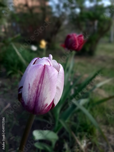 pink tulip flower