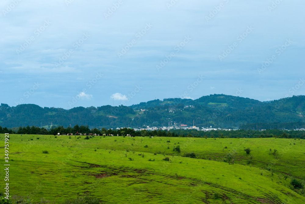 Forest mountains in rural Guatemala, trees that supply oxygen and food for humans.