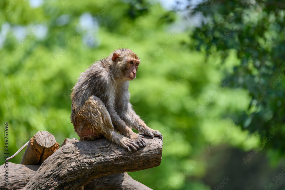 Monkey sitting on the tree