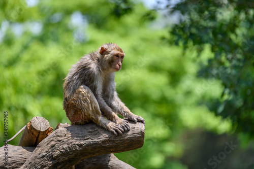 Monkey sitting on the tree