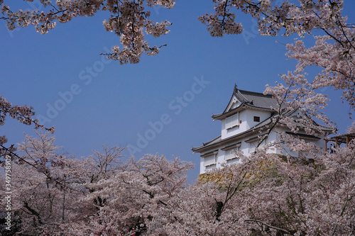 Japanese castle in spring (Tsuyama castle)