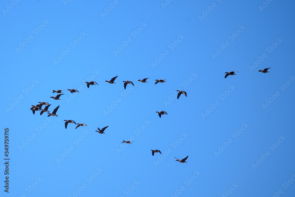 Flying geese. Spring season. Birdwatching in Lubana, Latvia.