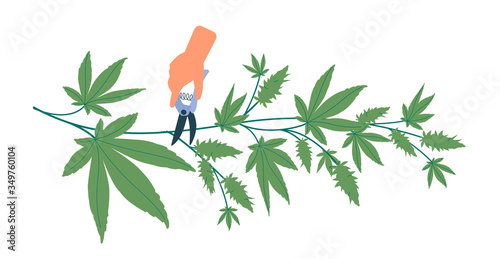 Pruning cones from hemp bush. Preparation of cannabis for further use for medical and recreational purposes. Vector illustration hand with pruner pruning hemp fruit, green plant. Modern flat style