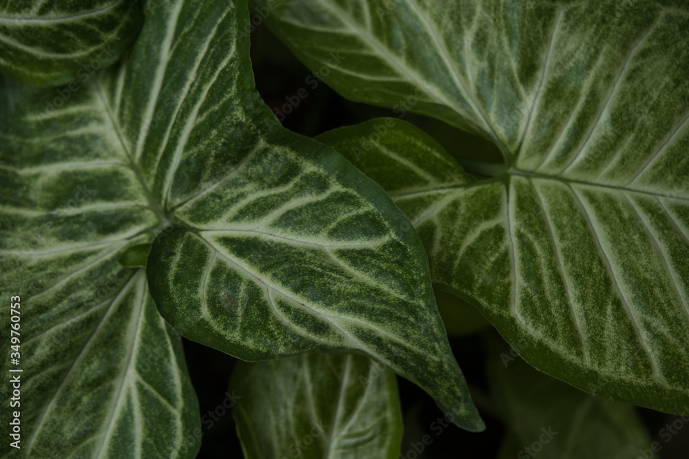 Fototapeta premium Green leaf texture. Leaf texture background