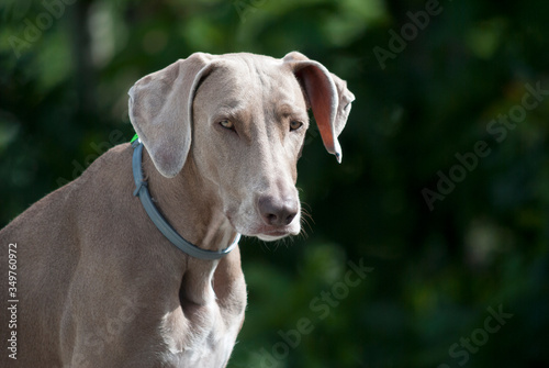 Dog face illuminated by the sun at dawn, shows fidelity and love, man's best friend.