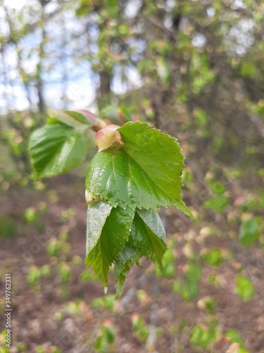 Young leaves of a linden
