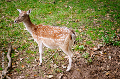 Reh auf Wiese