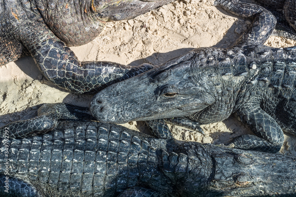 Obraz premium Close up view of American Alligators that lie on the sand in the Everglades Holiday Park, Florida, USA