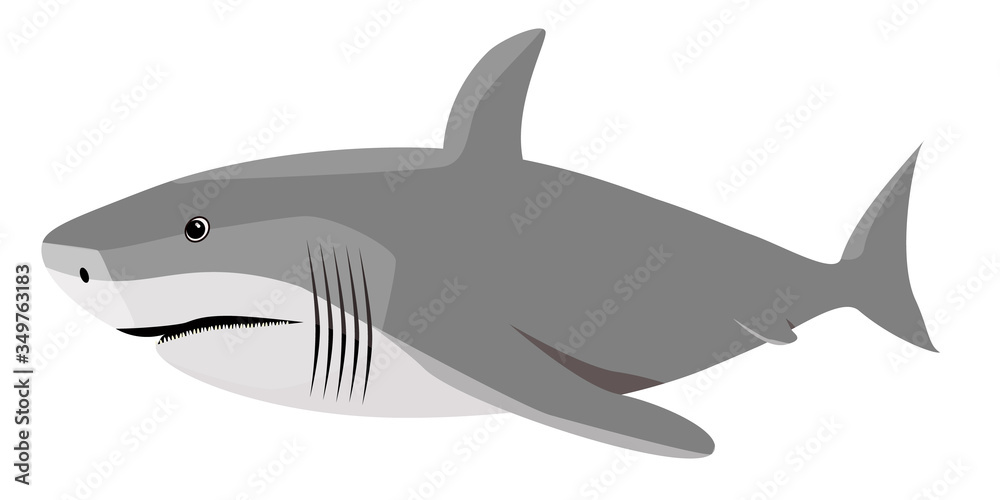 Obraz premium Vector illustration of a shark.