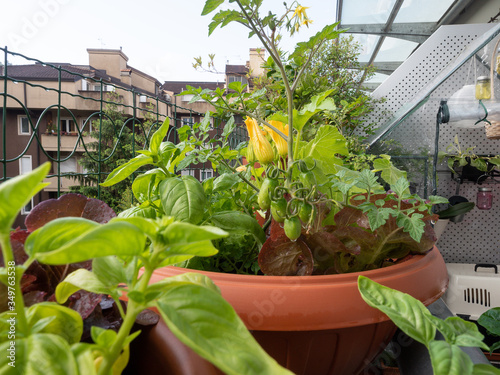 vegetable on balcony home horticulture