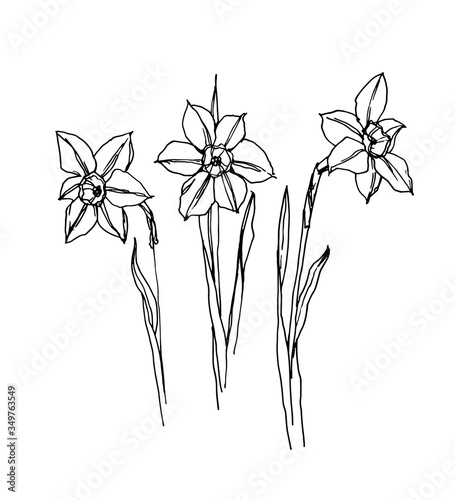 Hand drawing of daffodils. Vector illustration on a white background. 
