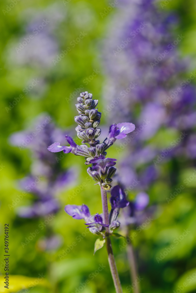 Obraz premium British lavender, green leaves bloom naturally beautiful outdoors