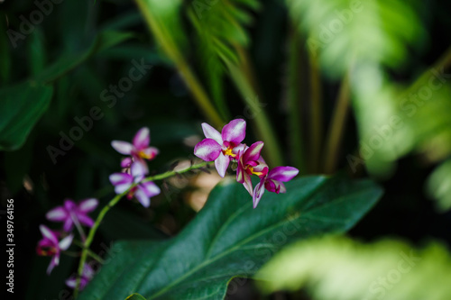 Bouquet of small orchids, purple and white petals blooming naturally in a green garden, close up