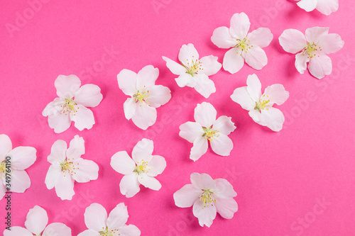 White flowers on a bright pink background. The concept of spring, summer, flowering, holiday, celebration. Image for banner, postcards. Copyspace. © Ольга Холявина