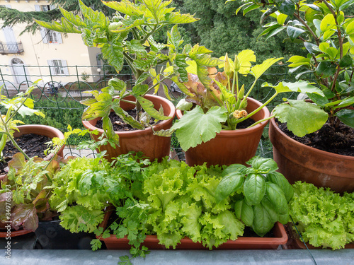 vegetable on balcony home horticulture