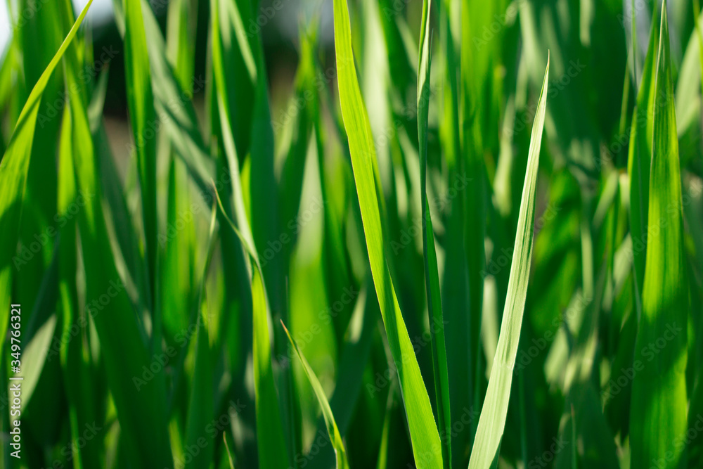 Natural green grass background. Close up Natural green grass background. Close up