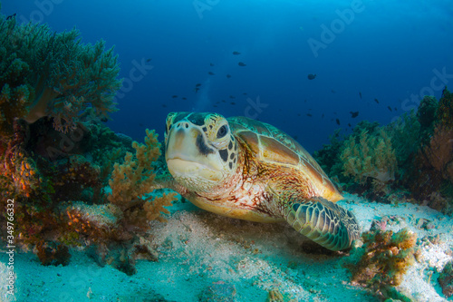 The Green turtle.