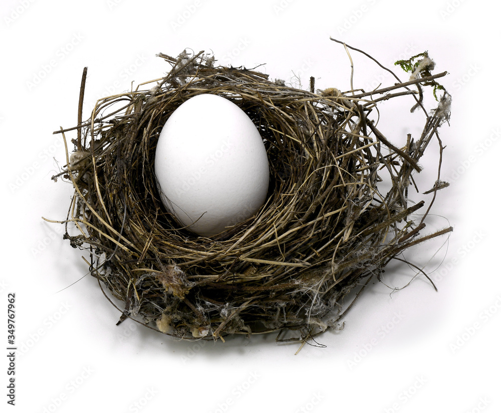 small bird nest with egg small bird nest with egg
