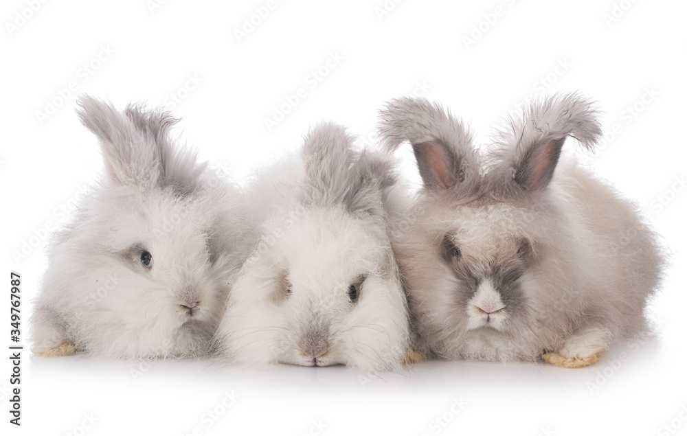 English Angora rabbits