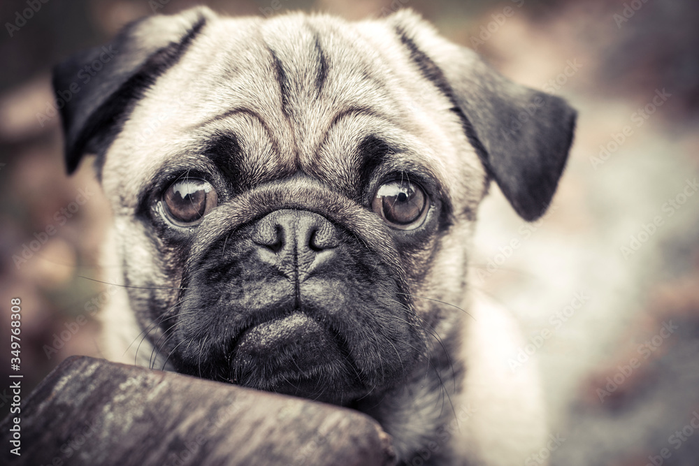 Pug puppy. Portrait of a cute pet. Calm brown animal close up
