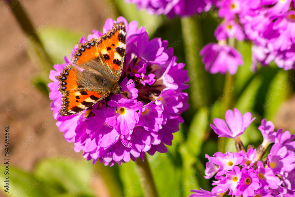 On the bright flower of the fine-toothed primrose sits a spring butterfly-urticaria. On the bright flower of the fine-toothed primrose sits a spring butterfly-urticaria.