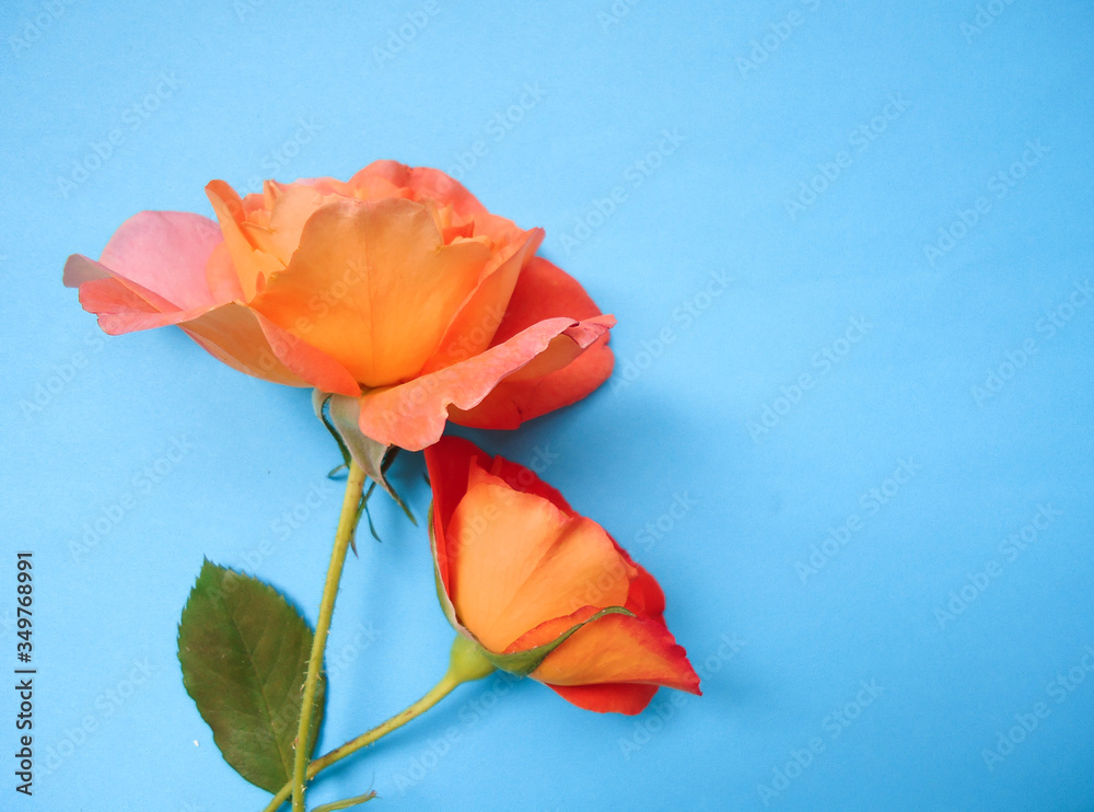 beautiful orange roses on blue background beautiful orange roses on blue background
