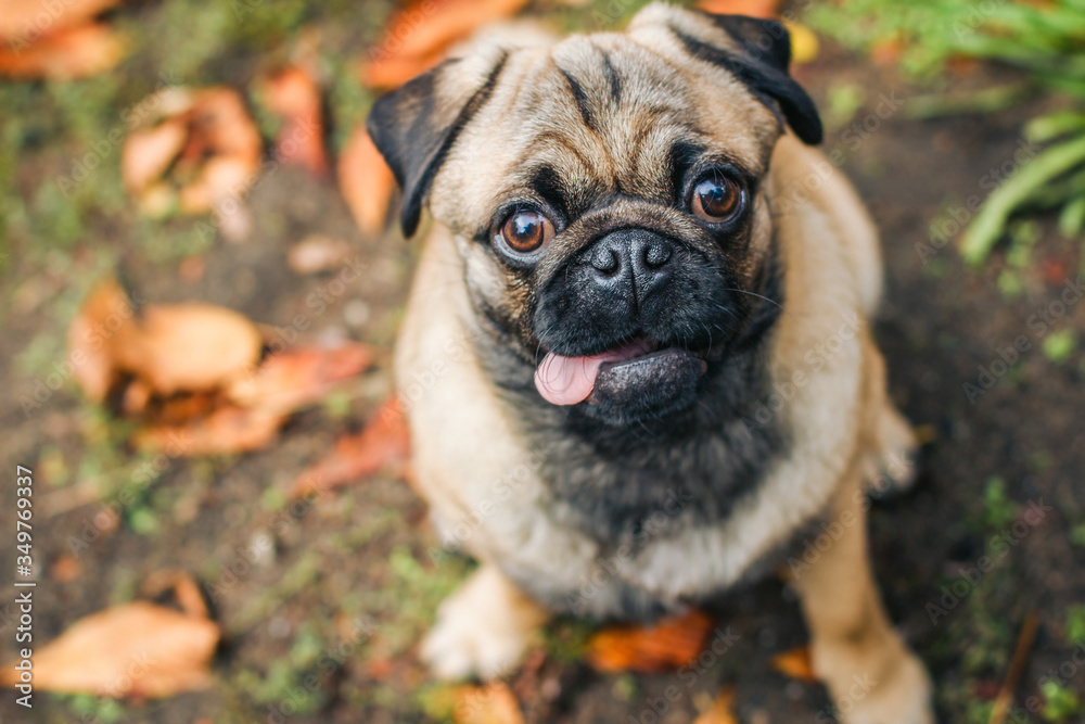 Funny pug with a tongue looks up at the camera. Portrait of a pet. Dog on a background of autumn leaves