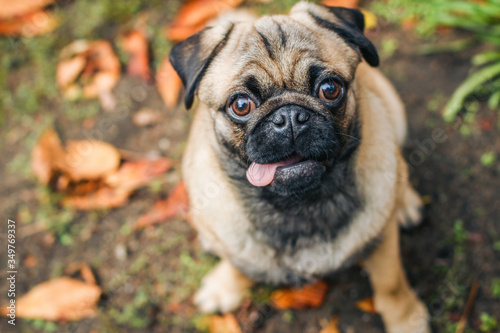 Funny pug with a tongue looks up at the camera. Portrait of a pet. Dog on a background of autumn leaves