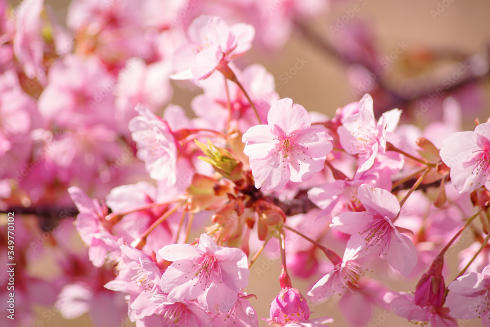 Obraz premium 河津桜:桜 sakura cherry blossom