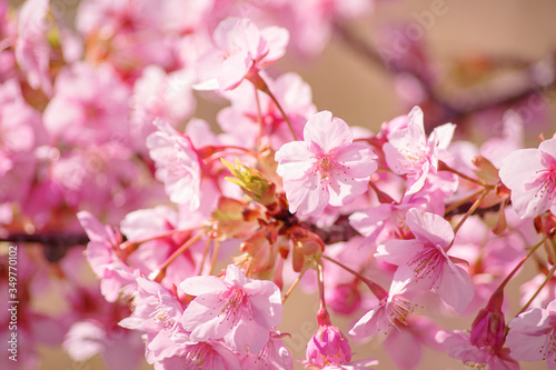 河津桜：桜 sakura cherry blossom 