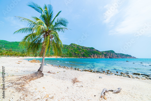Secluded tropical beach turquoise transparent water palm trees, Bai Om undeveloped bay Quy Nhon Vietnam central coast travel destination, desert white sand beach no people clear blue sky photo