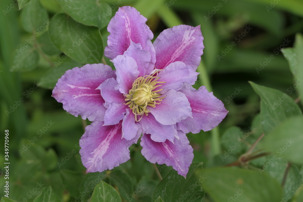 Blüte der Waldrebe Blüte der Waldrebe