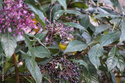 Chlorospingus flavopectus, Common Bush Tanger sitting in tree and eating berries ins cloud forest, San Gerardo de Dota, Central America, Costa Rica photo