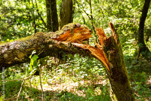 Tree broken in half in a forest of Galicia