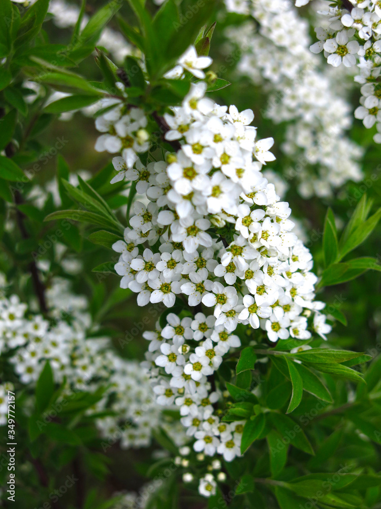 spirea shrub blooms in the garden with small white flowers spirea shrub blooms in the garden with small white flowers
